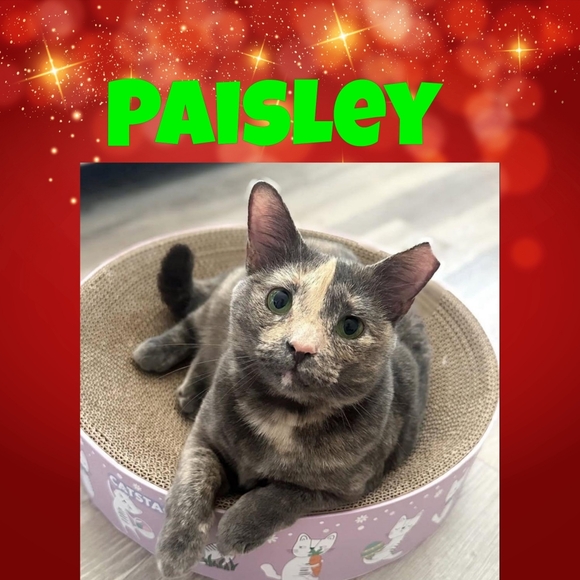 HELP A RESCUE FOR THE HOLIDAYS - Picture 7 of 13